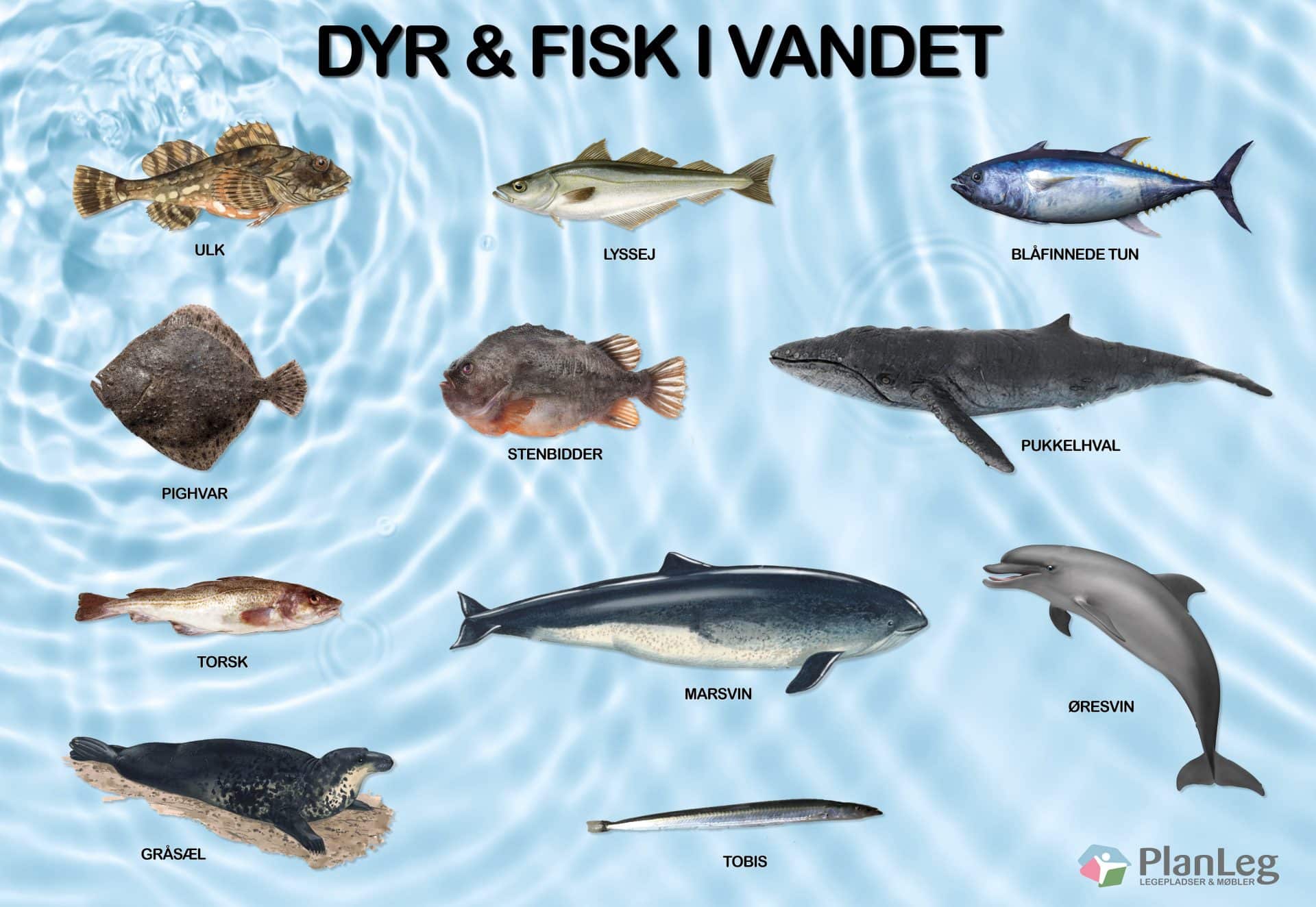 Læringstavle 2025 - Dyr & fisk i vandet 150x100 cm