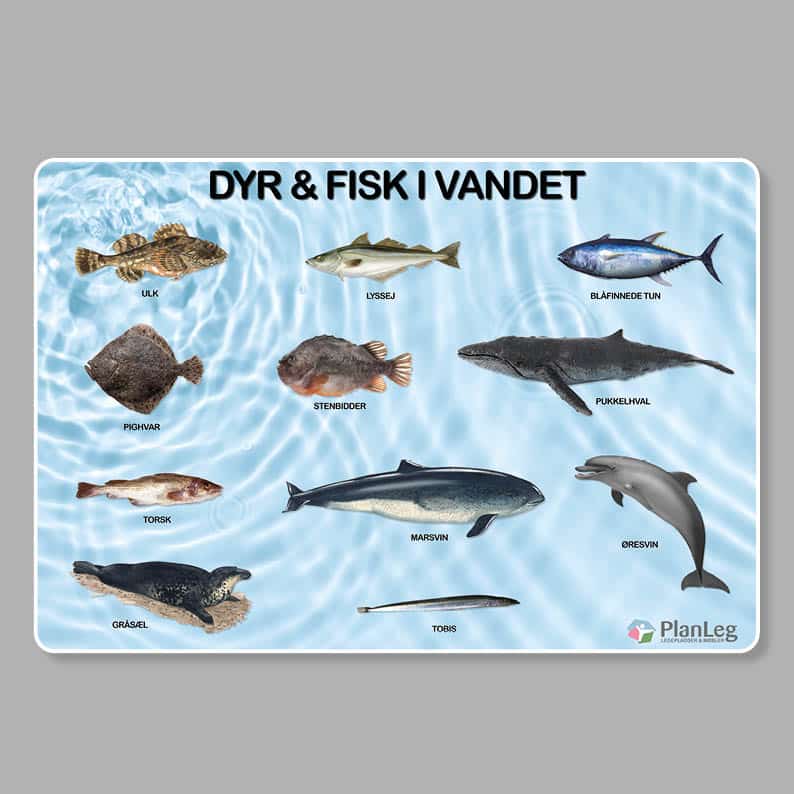 Læringstavle Dyr og fisk i vandet 150x100 cm